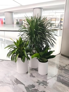 宁波余姚植物租赁服务哪家优？这家超出色！